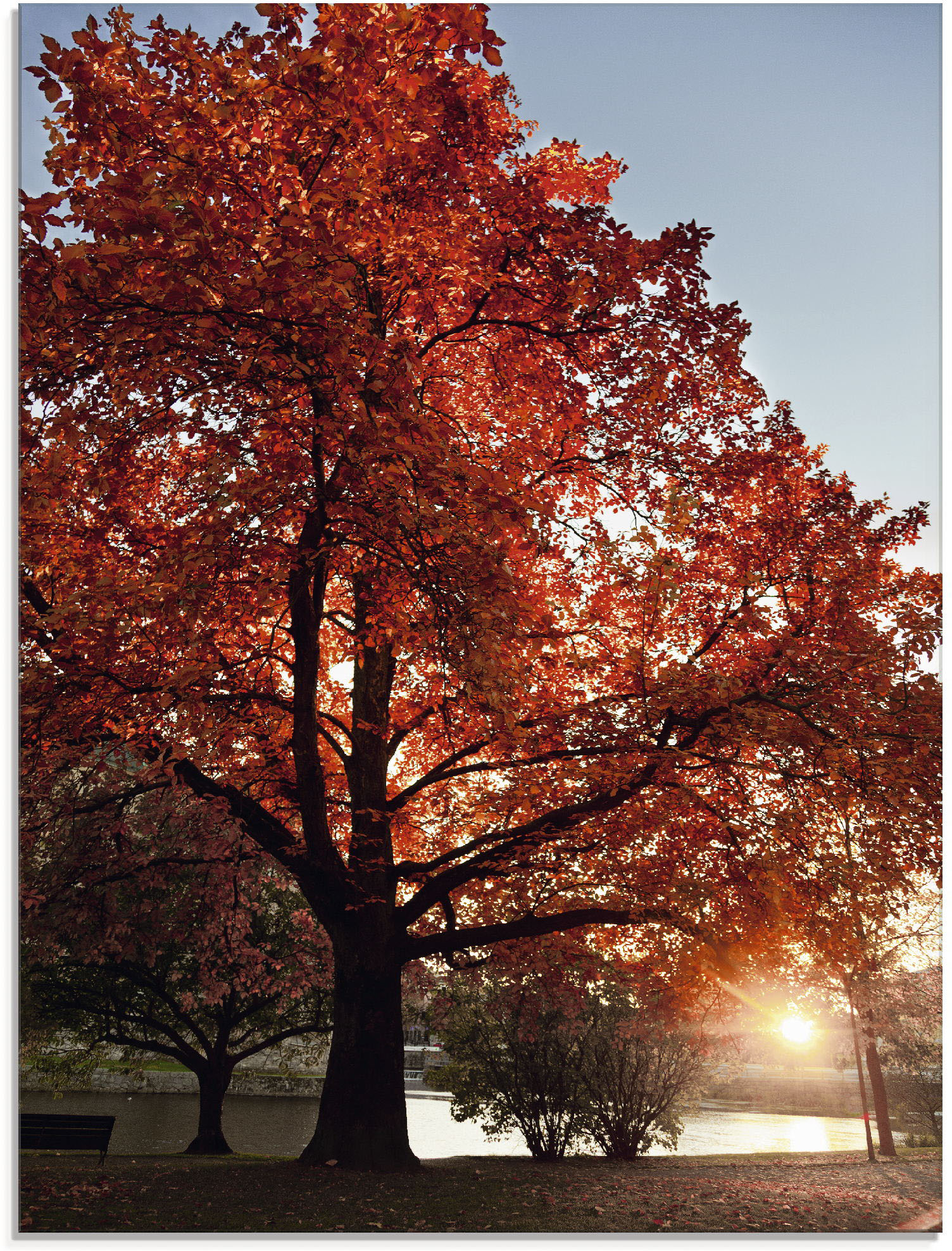 Artland Glasbild »Herbstbaum«, Bäume, (1 St.), in verschiedenen Grössen von Artland