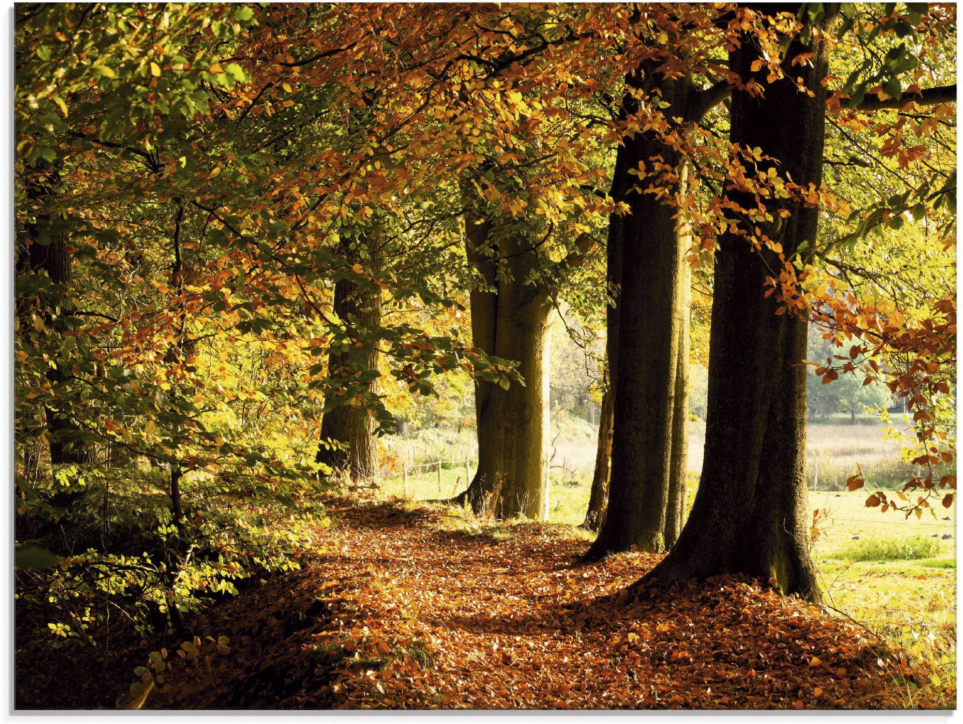 Artland Glasbild »Herbstfarben«, Bäume, (1 St.), in verschiedenen Grössen von Artland