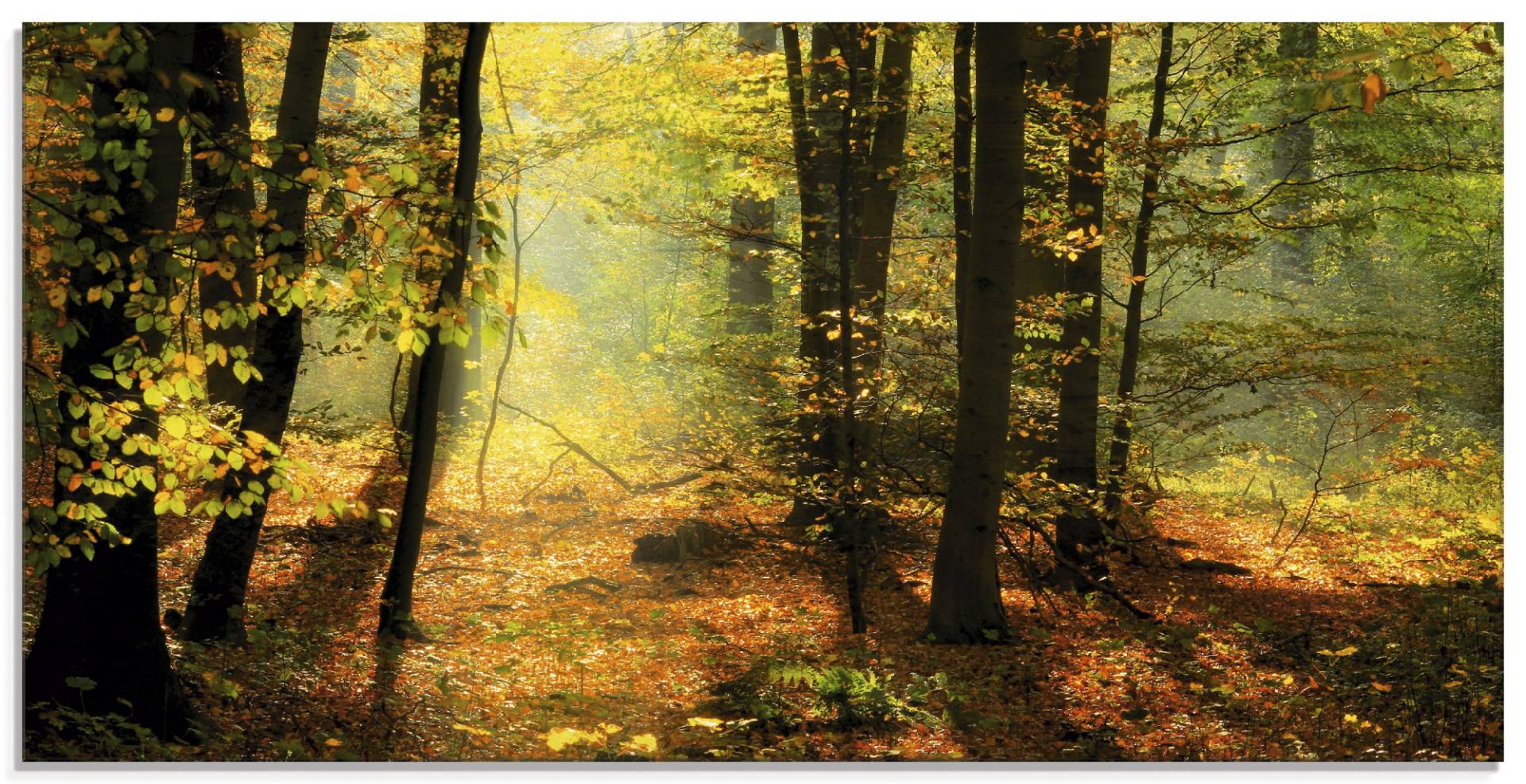 Artland Glasbild »Herbstlicht im Wald«, Wald, (1 St.), in verschiedenen Grössen von Artland