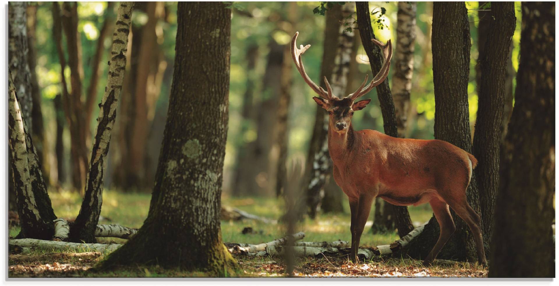 Artland Glasbild »Hirsch 4 - Wald«, Wildtiere, (1 St.), in verschiedenen Grössen von Artland