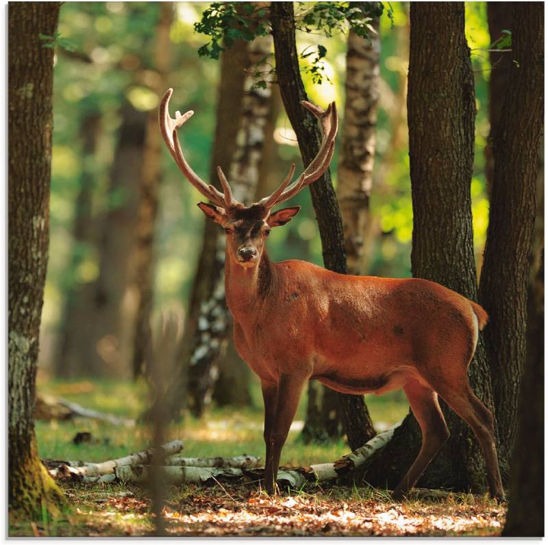 Artland Glasbild »Hirsch 4 - Wald«, Wildtiere, (1 St.), in verschiedenen Grössen von Artland