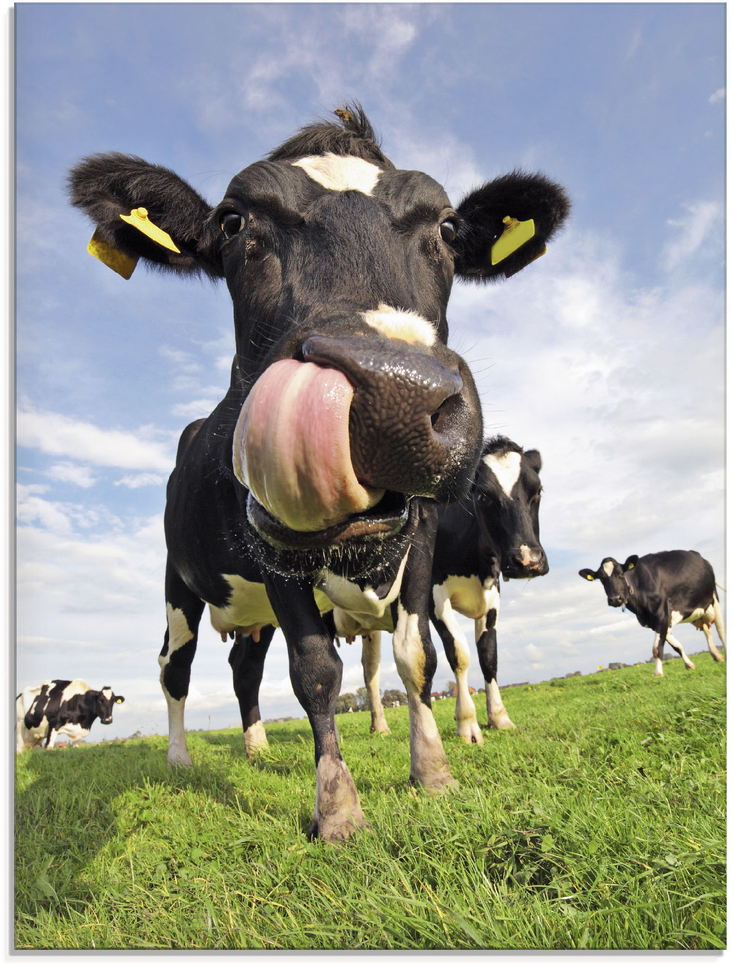 Artland Glasbild »Holstein-Kuh mit gewaltiger Zunge«, Haustiere, (1 St.), in verschiedenen Grössen von Artland