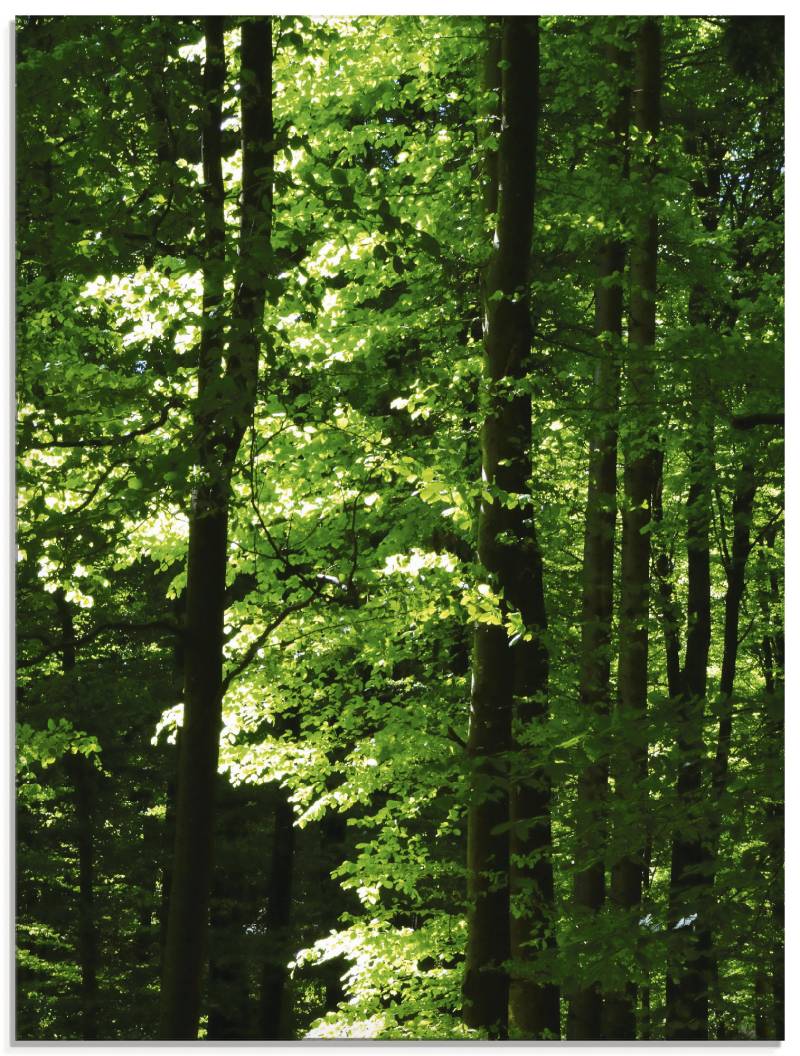 Artland Glasbild »Im Buchenwald«, Wald, (1 St.), in verschiedenen Grössen von Artland