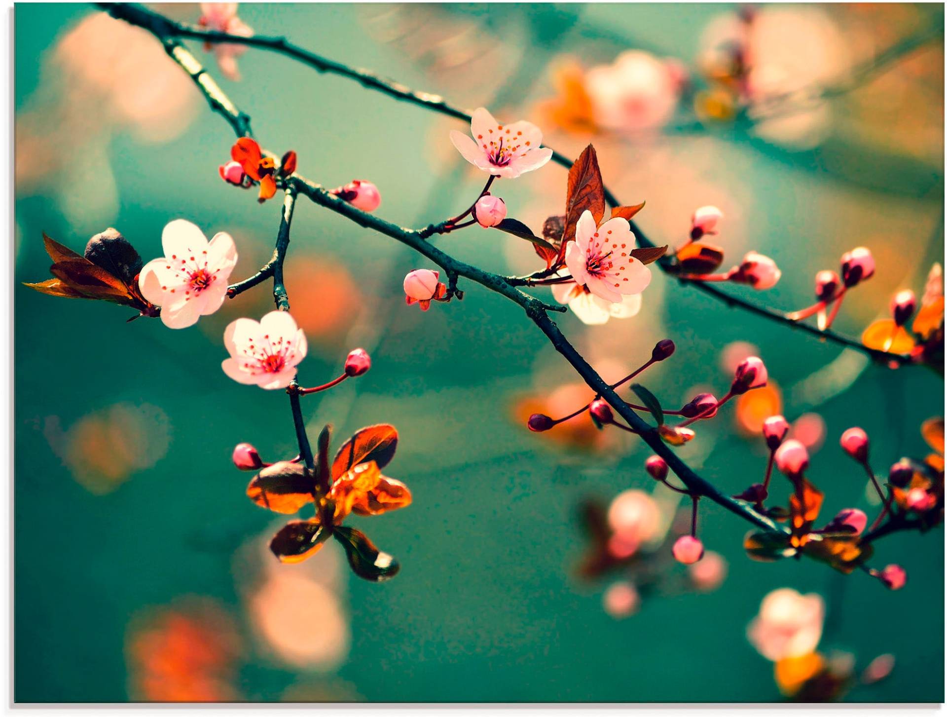 Artland Glasbild »Japanische Kirsch Sakura Blumen«, Blumen, (1 St.), in verschiedenen Grössen von Artland