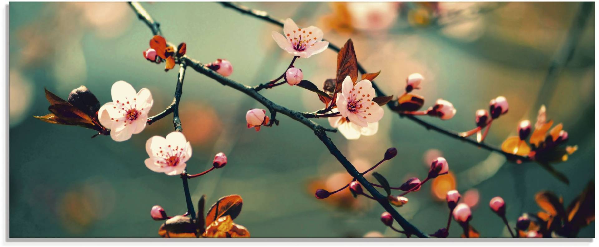 Artland Glasbild »Japanische Kirsch Sakura Blumen«, Blumen, (1 St.), in verschiedenen Grössen von Artland