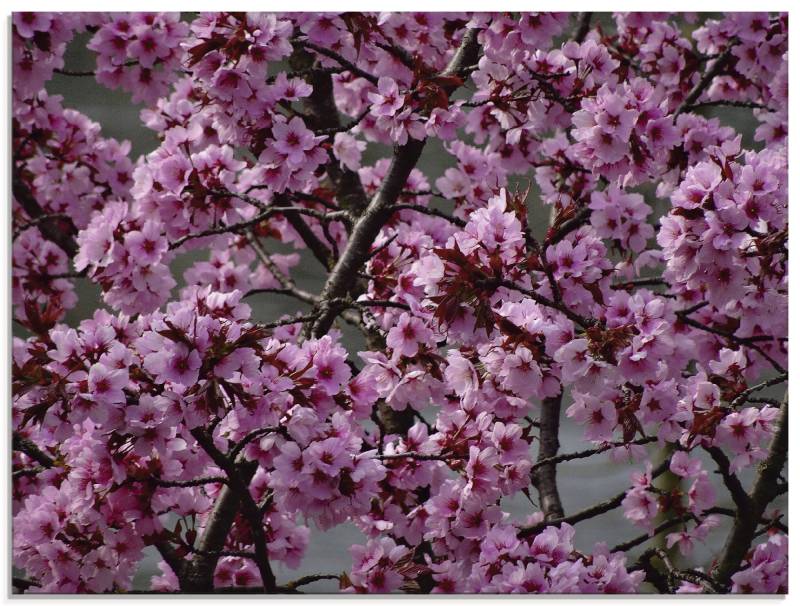 Artland Glasbild »Japanische Zierkirschen Blüte«, Bäume, (1 St.), in verschiedenen Grössen von Artland