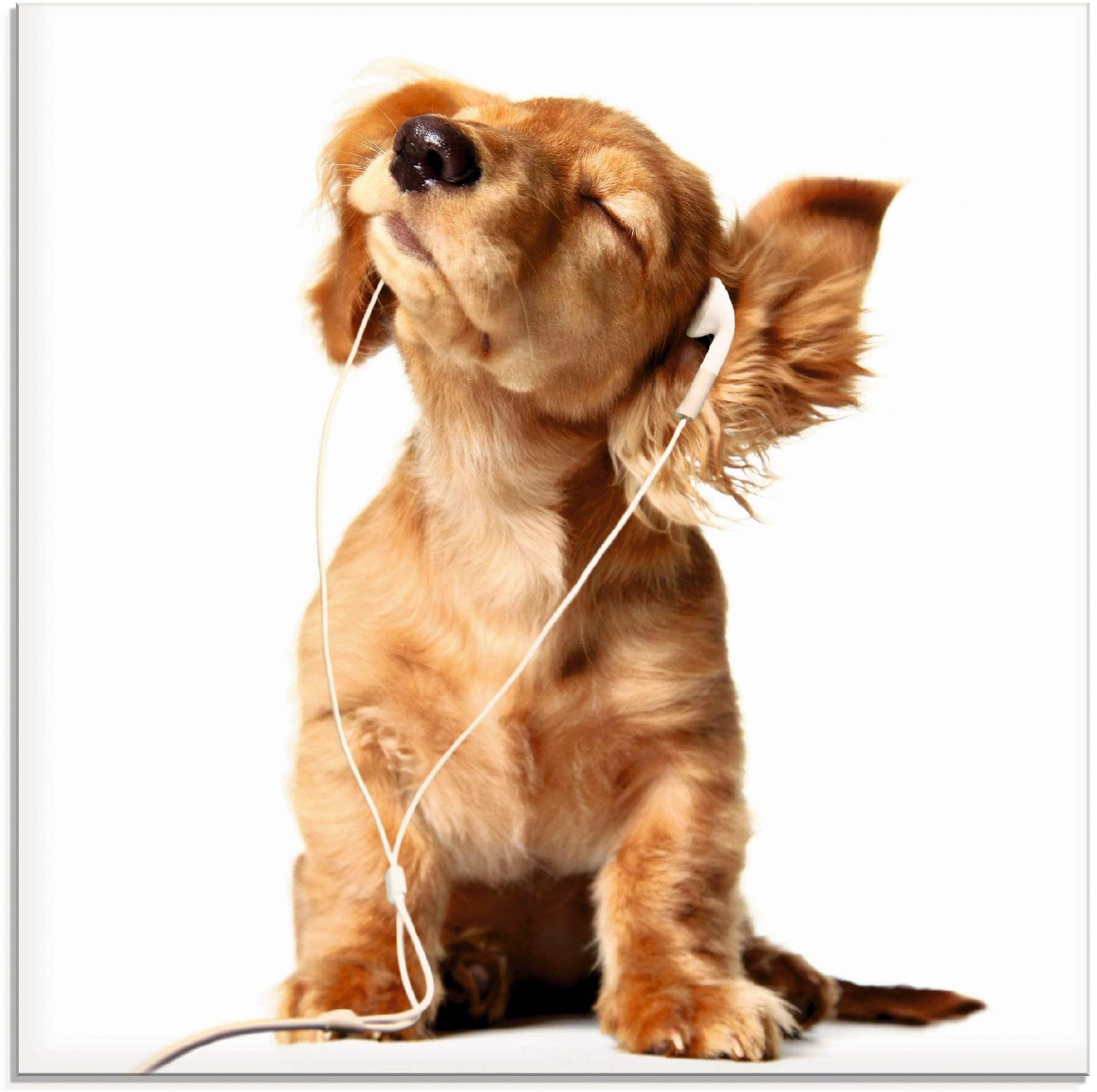 Artland Glasbild »Junger Hund hört Musik über Kopfhörer«, Haustiere, (1 St.), in verschiedenen Grössen Artland Glasbild »Junger Hund hört Musik über Kopfhörer«, Haustiere, (1 St.), in verschiedenen Grössen von Artland