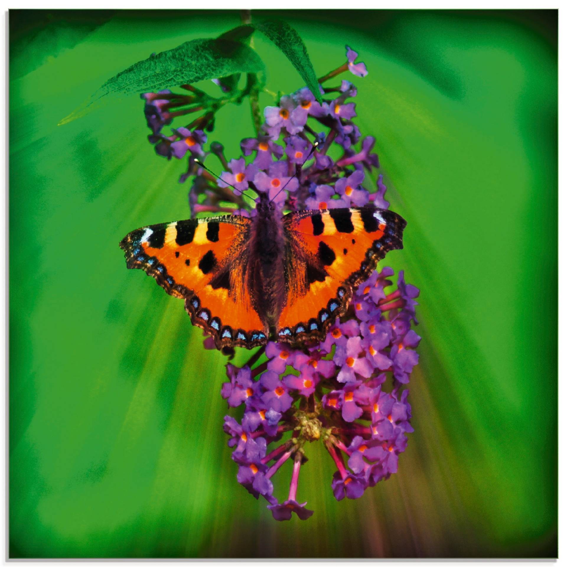 Artland Glasbild »Kleiner Fuchs im Sonnenstrahl«, Insekten, (1 St.), in verschiedenen Grössen von Artland