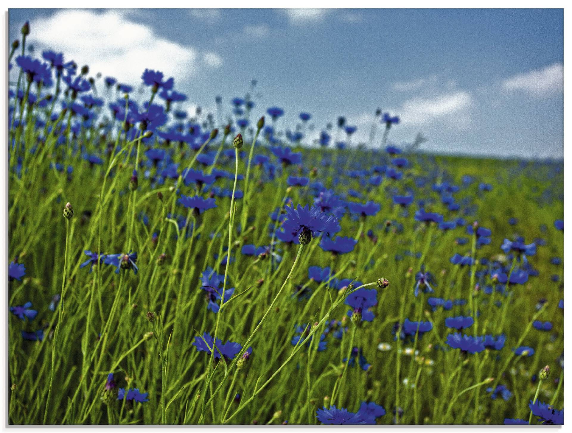 Artland Glasbild »Kornblumenwiese«, Blumenwiese, (1 St.), in verschiedenen Grössen von Artland