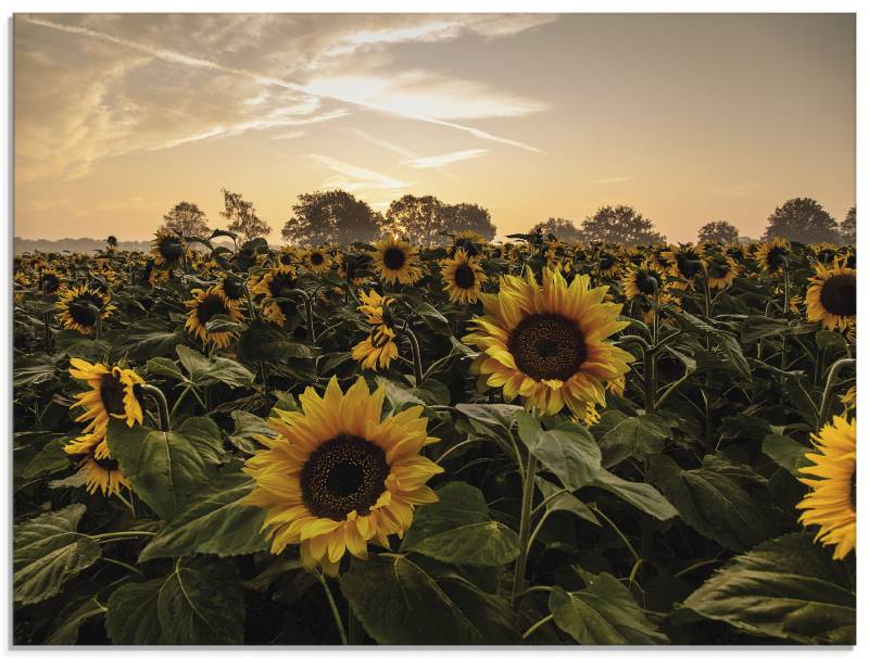 Artland Glasbild »Lasst Blumen sprechen...«, Blumen, (1 St.), in verschiedenen Grössen von Artland