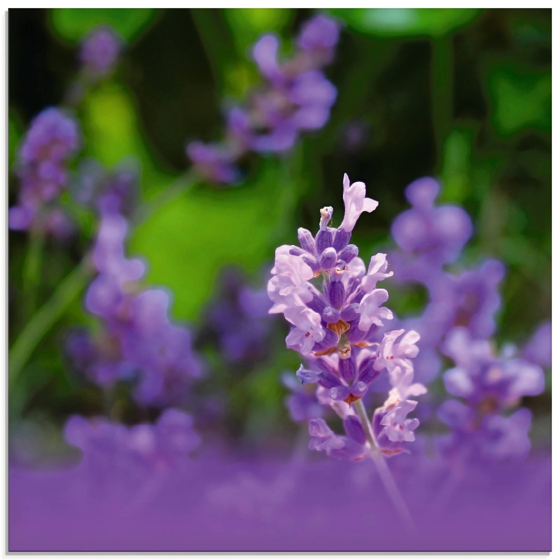 Artland Glasbild »Lavendel«, Blumen, (1 St.), in verschiedenen Grössen von Artland