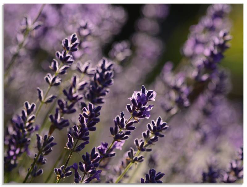 Artland Glasbild »Lavendel Nahaufnahme«, Blumen, (1 St.), in verschiedenen Grössen von Artland