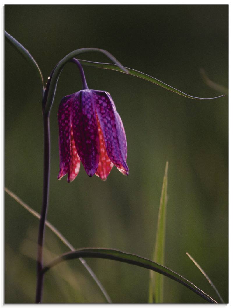 Artland Glasbild »Leuchtende Schachbrettblume«, Blumen, (1 St.), in verschiedenen Grössen von Artland