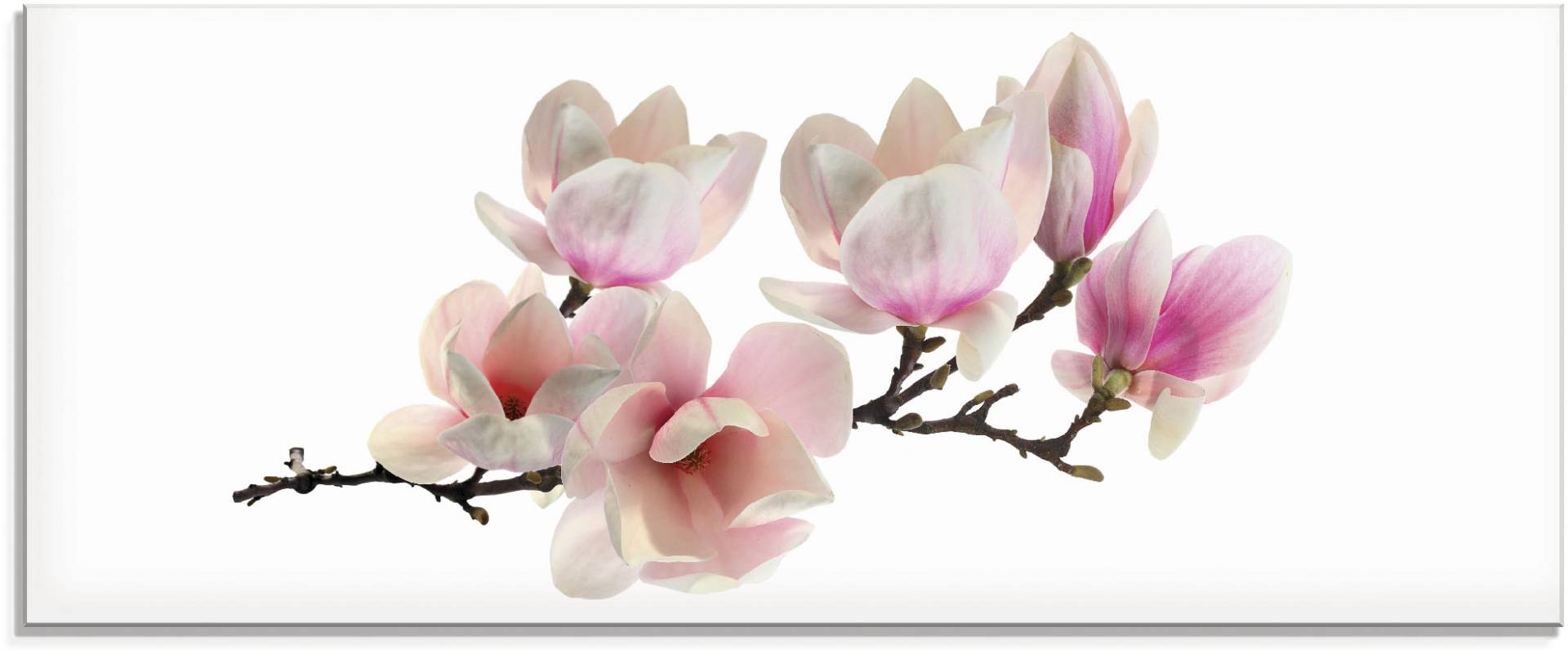 Artland Glasbild »Magnolie«, Blumen, (1 St.), in verschiedenen Grössen von Artland