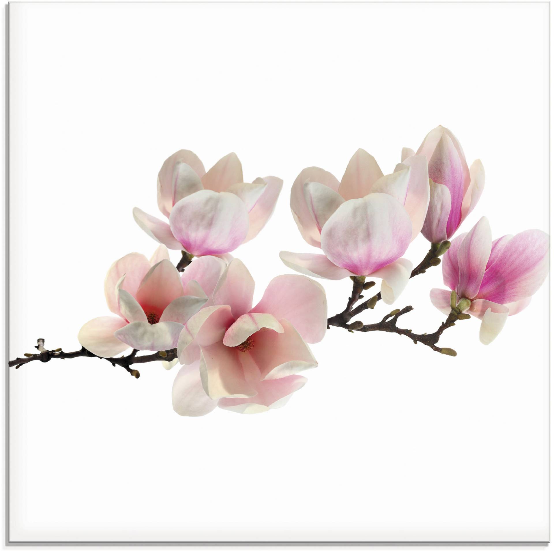 Artland Glasbild »Magnolie«, Blumen, (1 St.), in verschiedenen Grössen von Artland