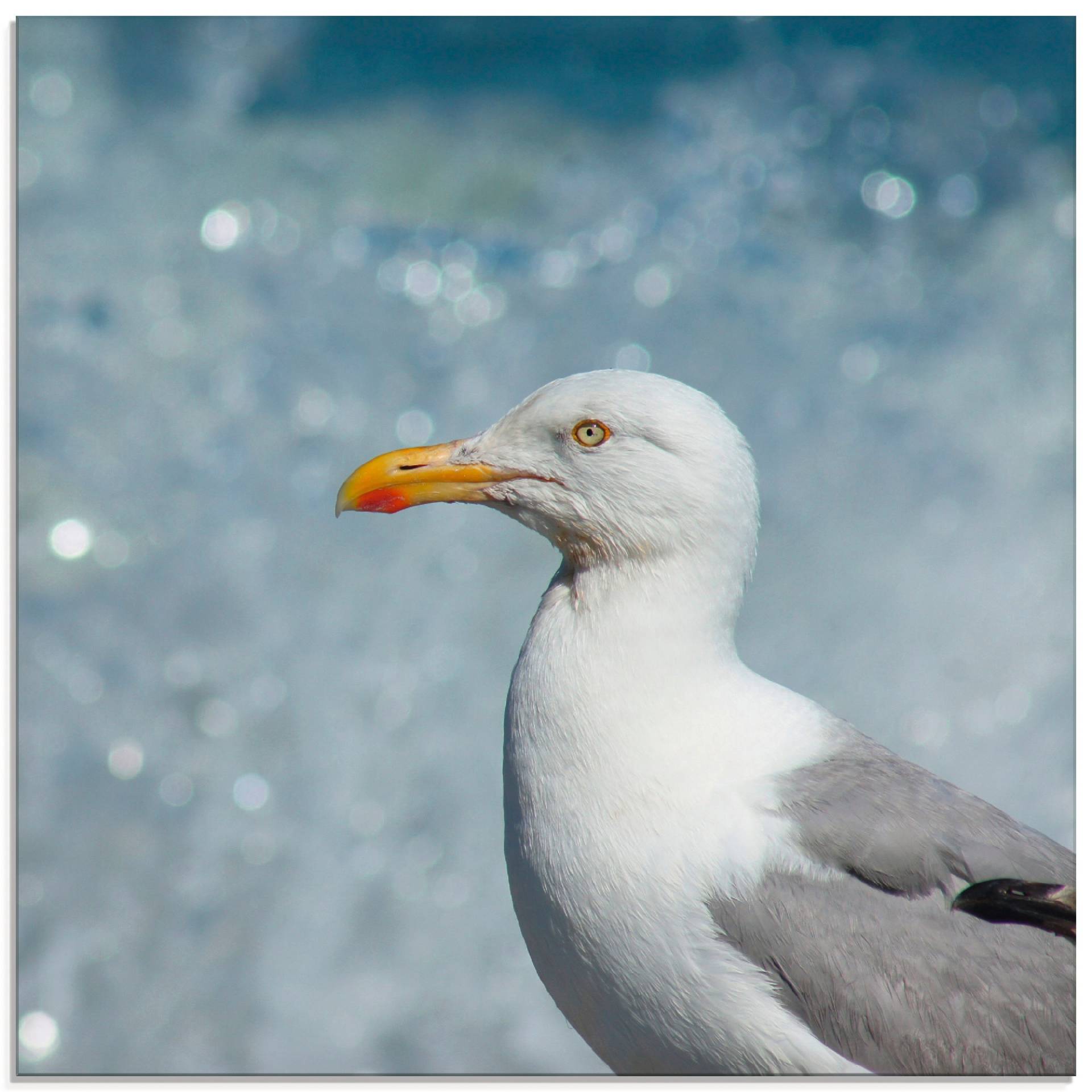 Artland Glasbild »Möwe an der Nordseeküste«, Vögel, (1 St.), in verschiedenen Grössen von Artland