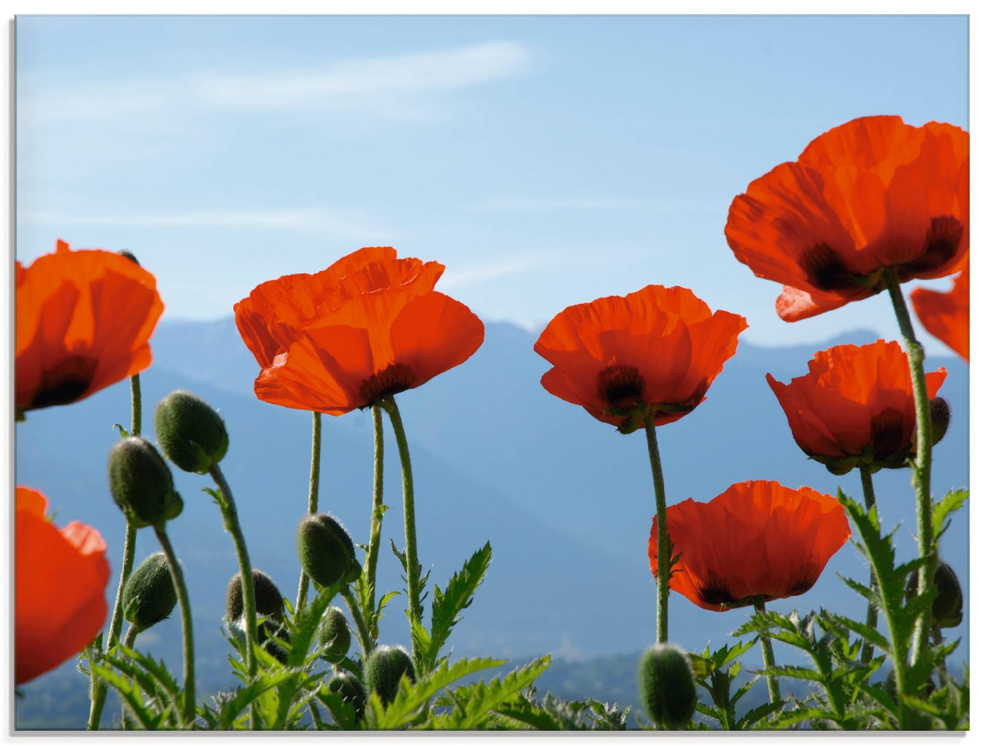 Artland Glasbild »Mohnblüten vor Bergen«, Blumen, (1 St.), in verschiedenen Grössen von Artland