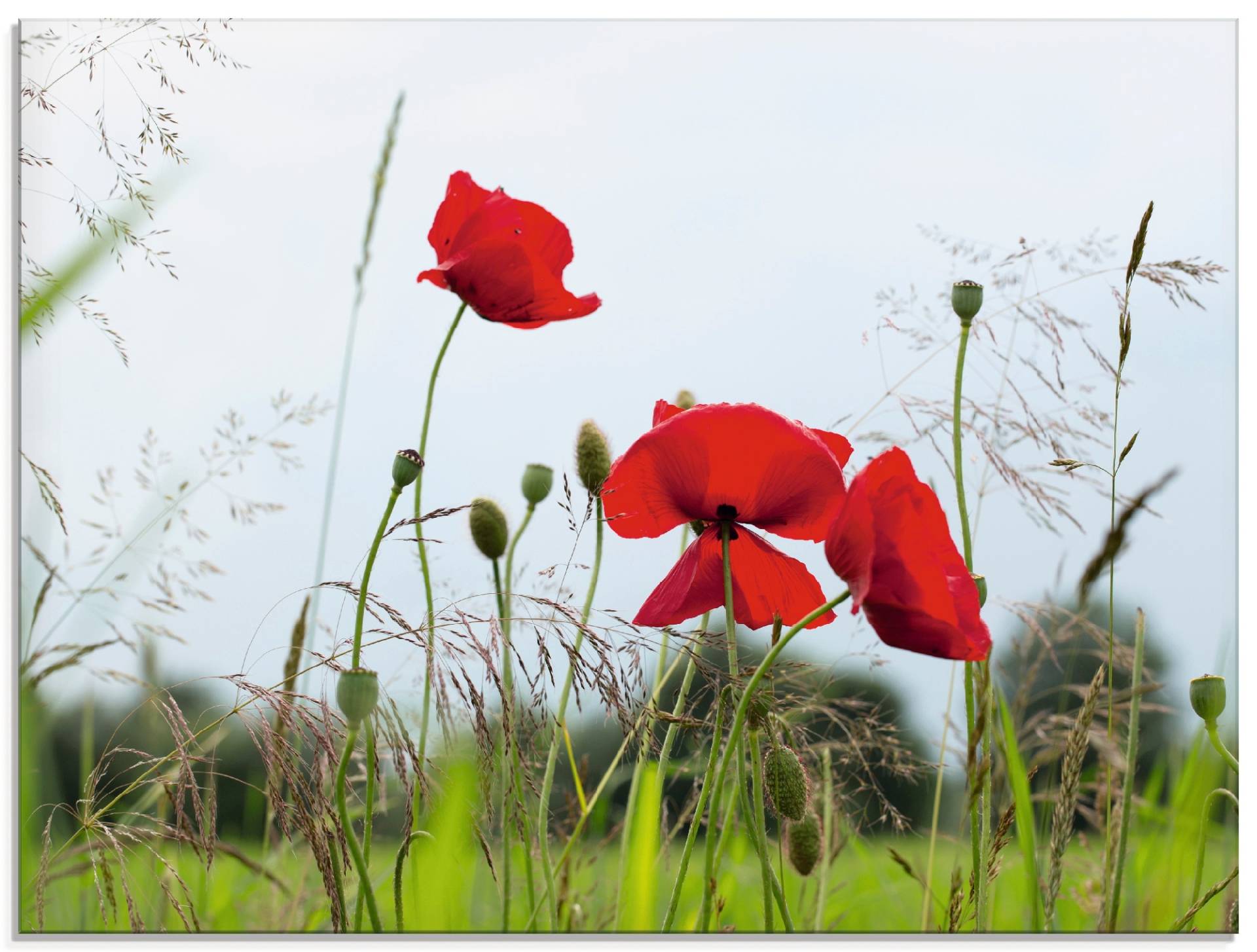 Artland Glasbild »Mohnblumen I«, Blumen, (1 St.), in verschiedenen Grössen von Artland