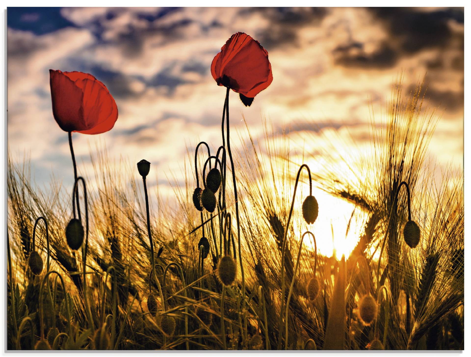 Artland Glasbild »Mohnblumen im Sonnenuntergang«, Blumen, (1 St.), in verschiedenen Grössen von Artland