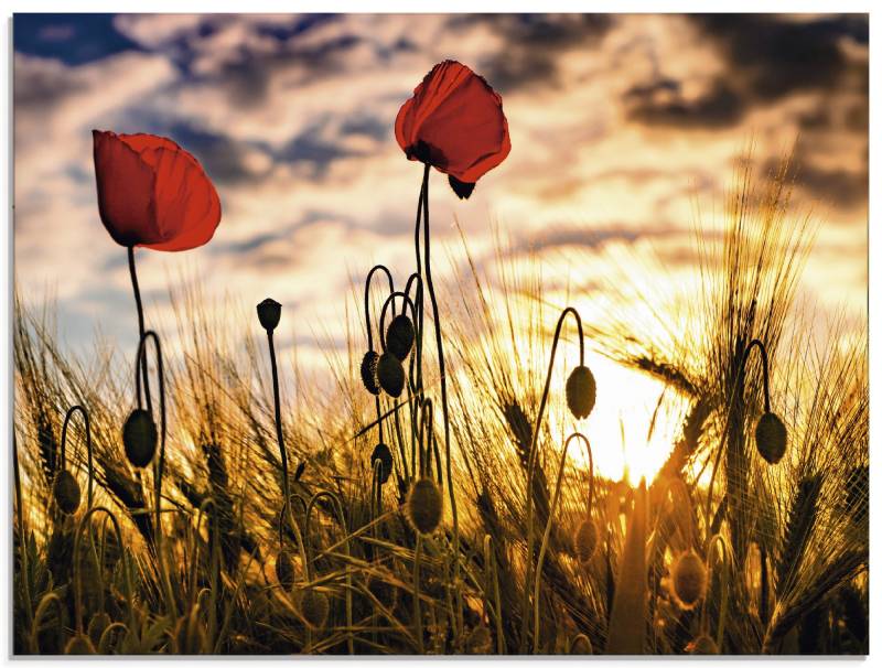 Artland Glasbild »Mohnblumen im Sonnenuntergang«, Blumen, (1 St.), in verschiedenen Grössen von Artland