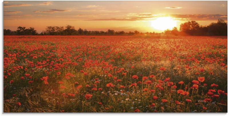 Artland Glasbild »Mohnblumenfeld bei Sonnenuntergang«, Blumen, (1 St.), in verschiedenen Grössen von Artland