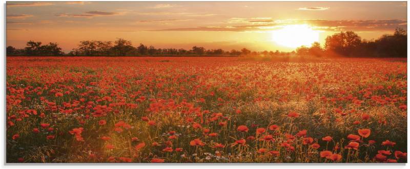 Artland Glasbild »Mohnblumenfeld bei Sonnenuntergang«, Blumen, (1 St.), in verschiedenen Grössen von Artland