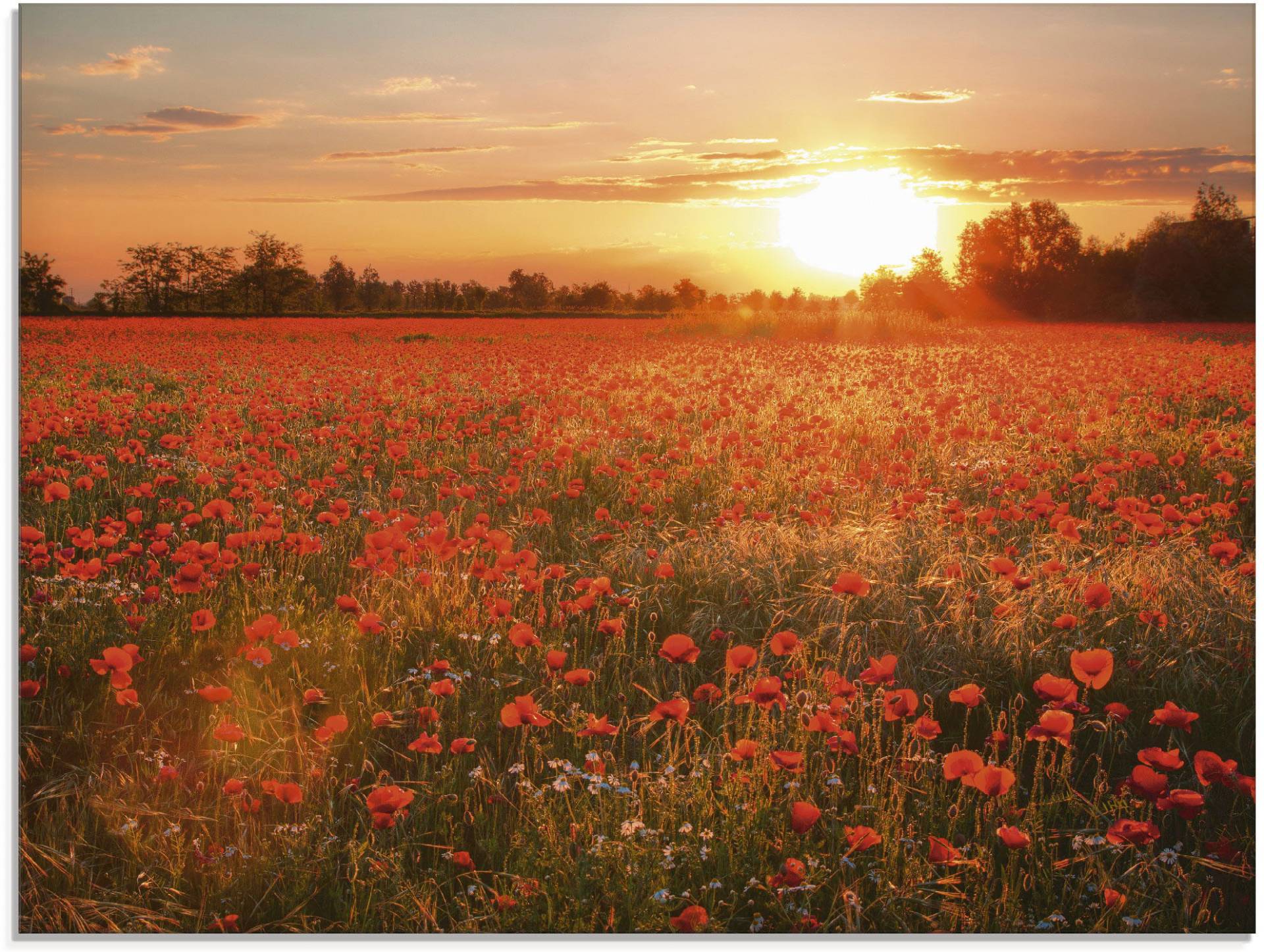 Artland Glasbild »Mohnblumenfeld bei Sonnenuntergang«, Blumen, (1 St.), in verschiedenen Grössen von Artland