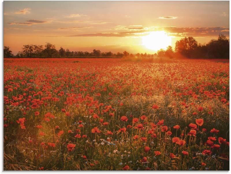 Artland Glasbild »Mohnblumenfeld bei Sonnenuntergang«, Blumen, (1 St.), in verschiedenen Grössen von Artland