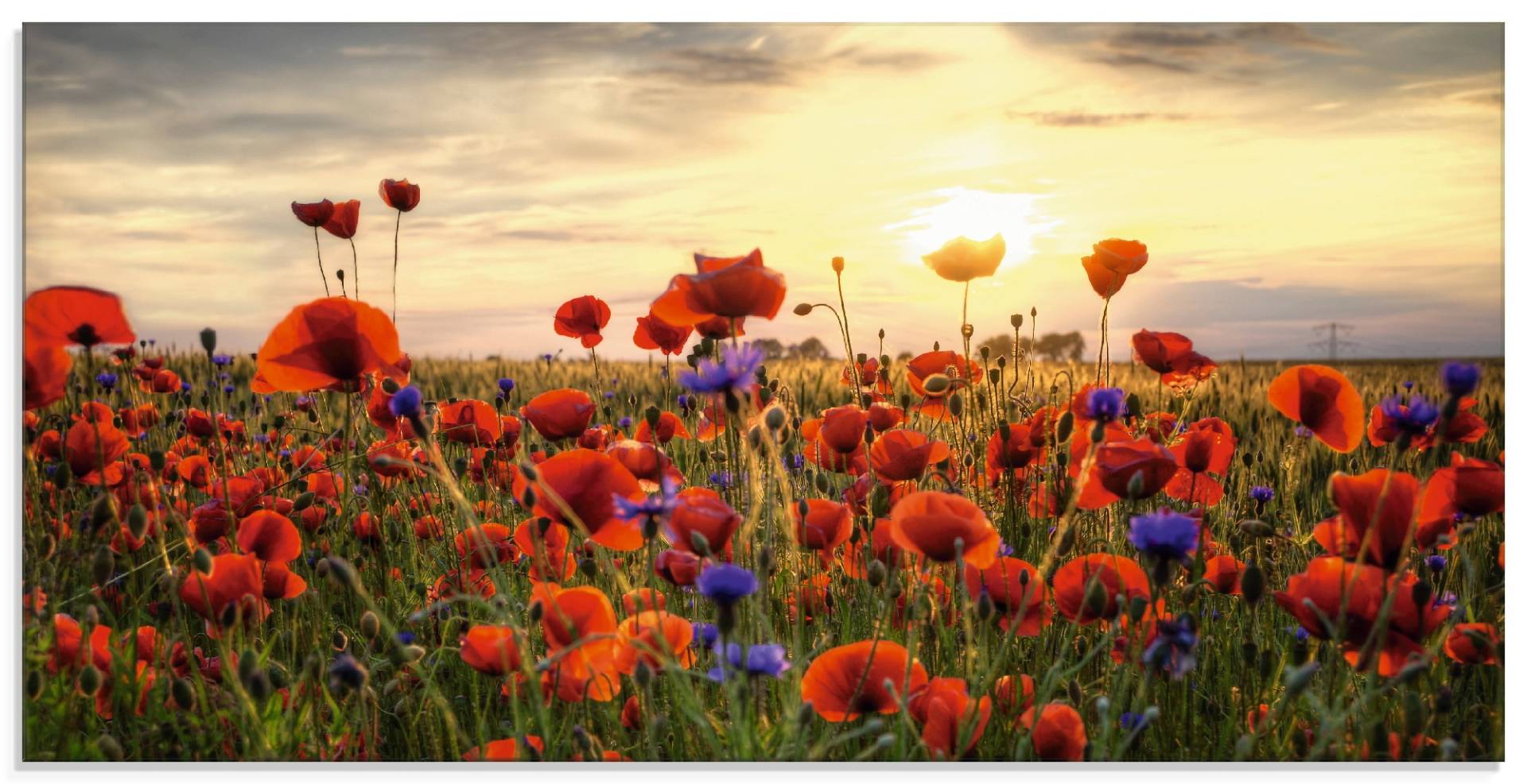 Artland Glasbild »Mohnblumen«, Blumen, (1 St.), in verschiedenen Grössen von Artland