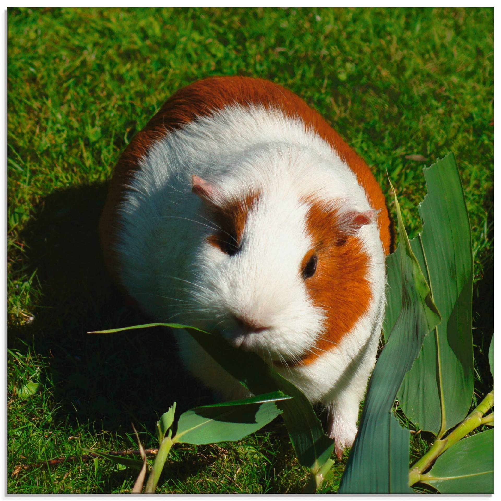 Artland Glasbild »Orange weisses Meerschweinchen«, Haustiere, (1 St.), in verschiedenen Grössen von Artland