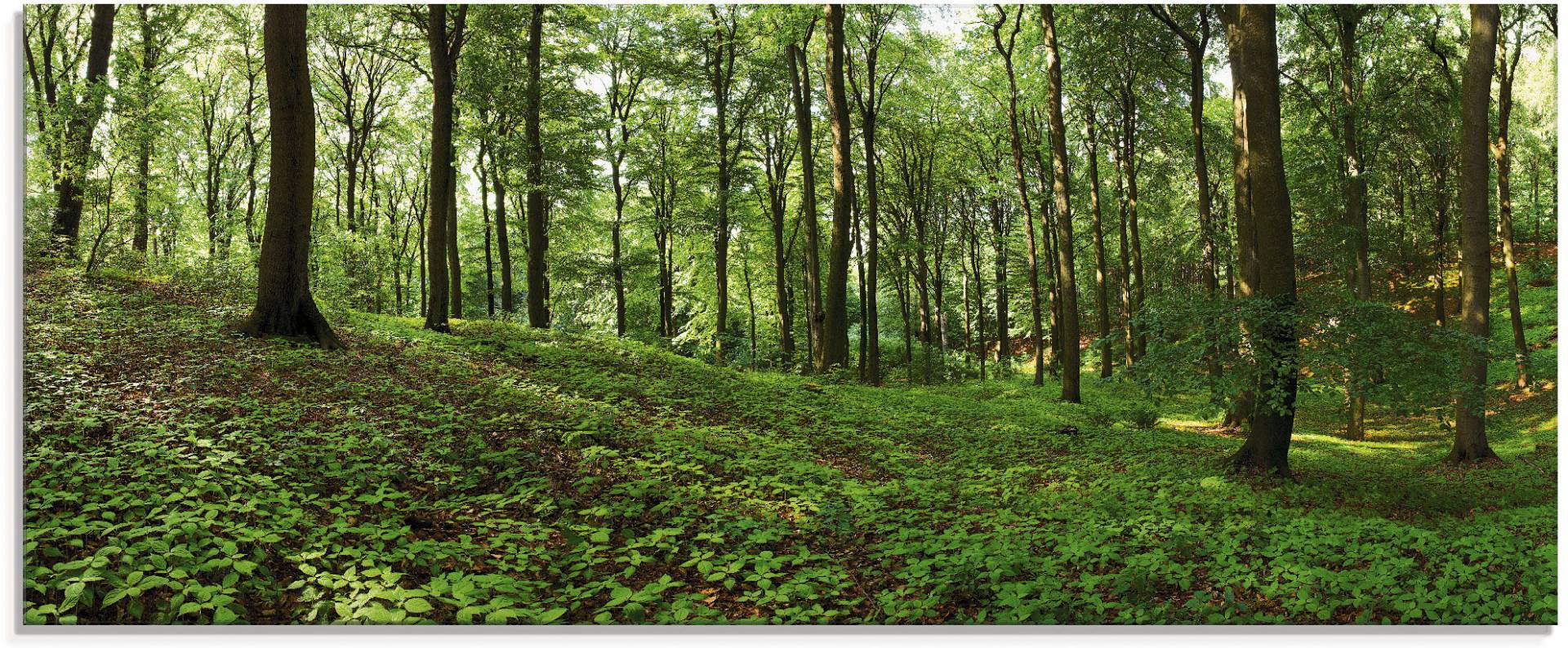 Artland Glasbild »Panorama von einem grünen Sommerwald«, Wald, (1 St.), in verschiedenen Grössen von Artland