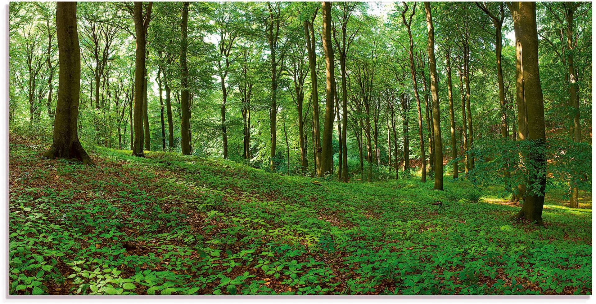 Artland Glasbild »Panorama von einem grünen Sommerwald«, Wald, (1 St.), in verschiedenen Grössen von Artland