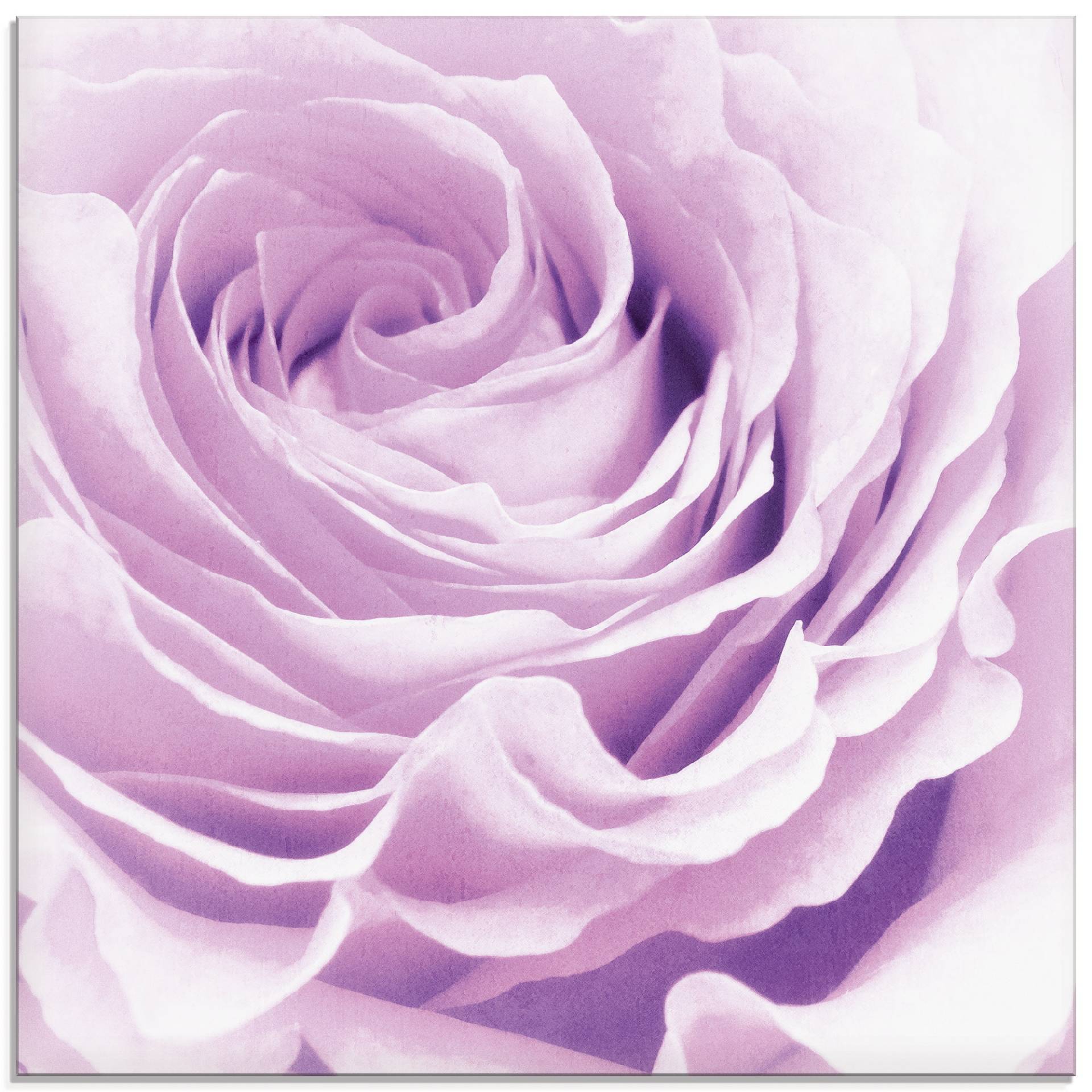 Artland Glasbild »Pastell Rose«, Blumen, (1 St.), in verschiedenen Grössen von Artland