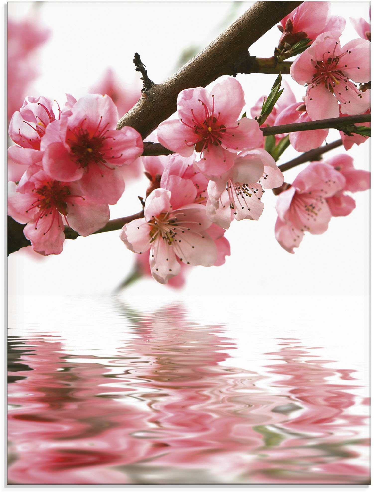 Artland Glasbild »Pfirsichblüten reflektieren im Wasser«, Blumen, (1 St.), in verschiedenen Grössen Artland Glasbild »Pfirsichblüten reflektieren im Wasser«, Blumen, (1 St.), in verschiedenen Grössen von Artland