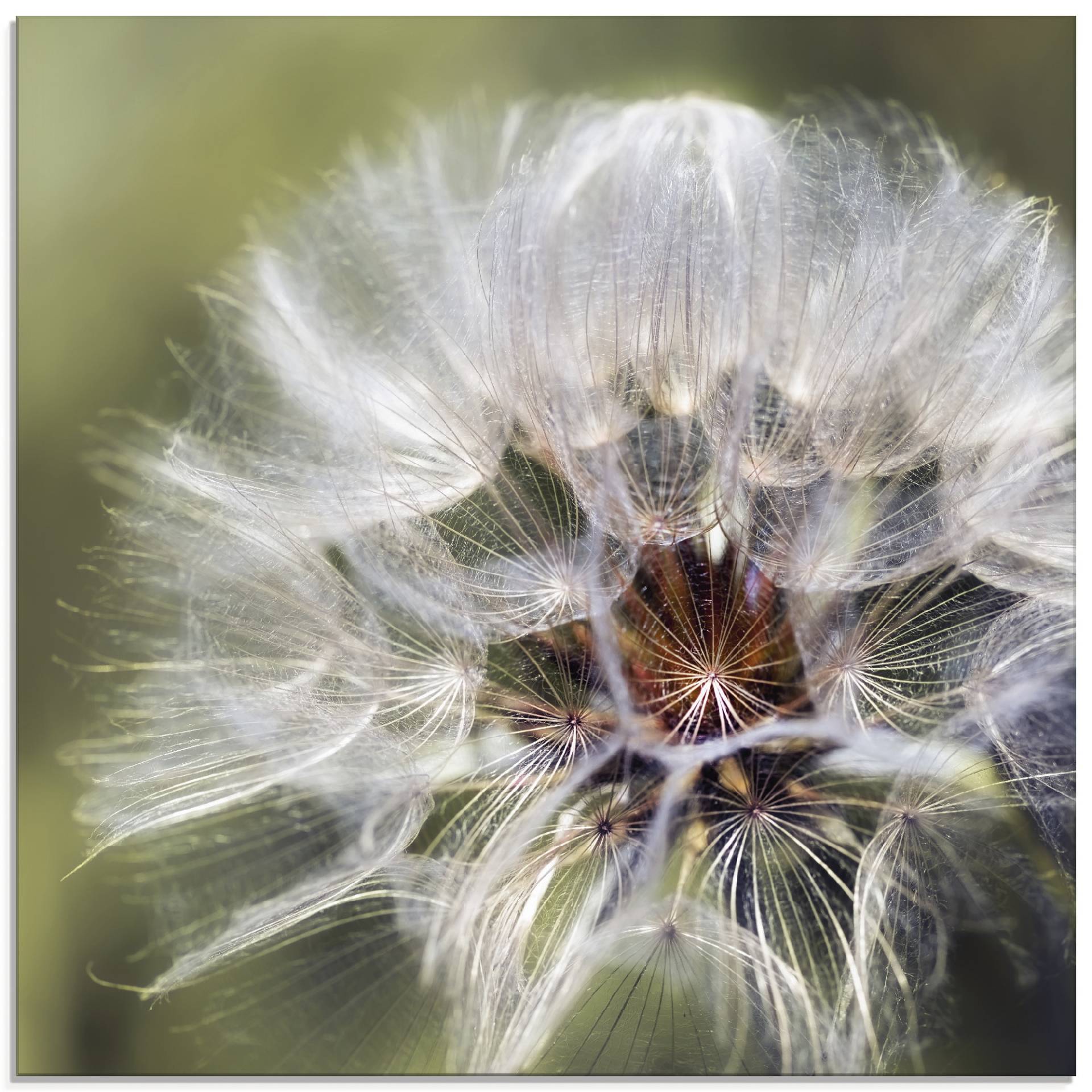 Artland Glasbild »Pusteblume II«, Blumen, (1 St.), in verschiedenen Grössen von Artland