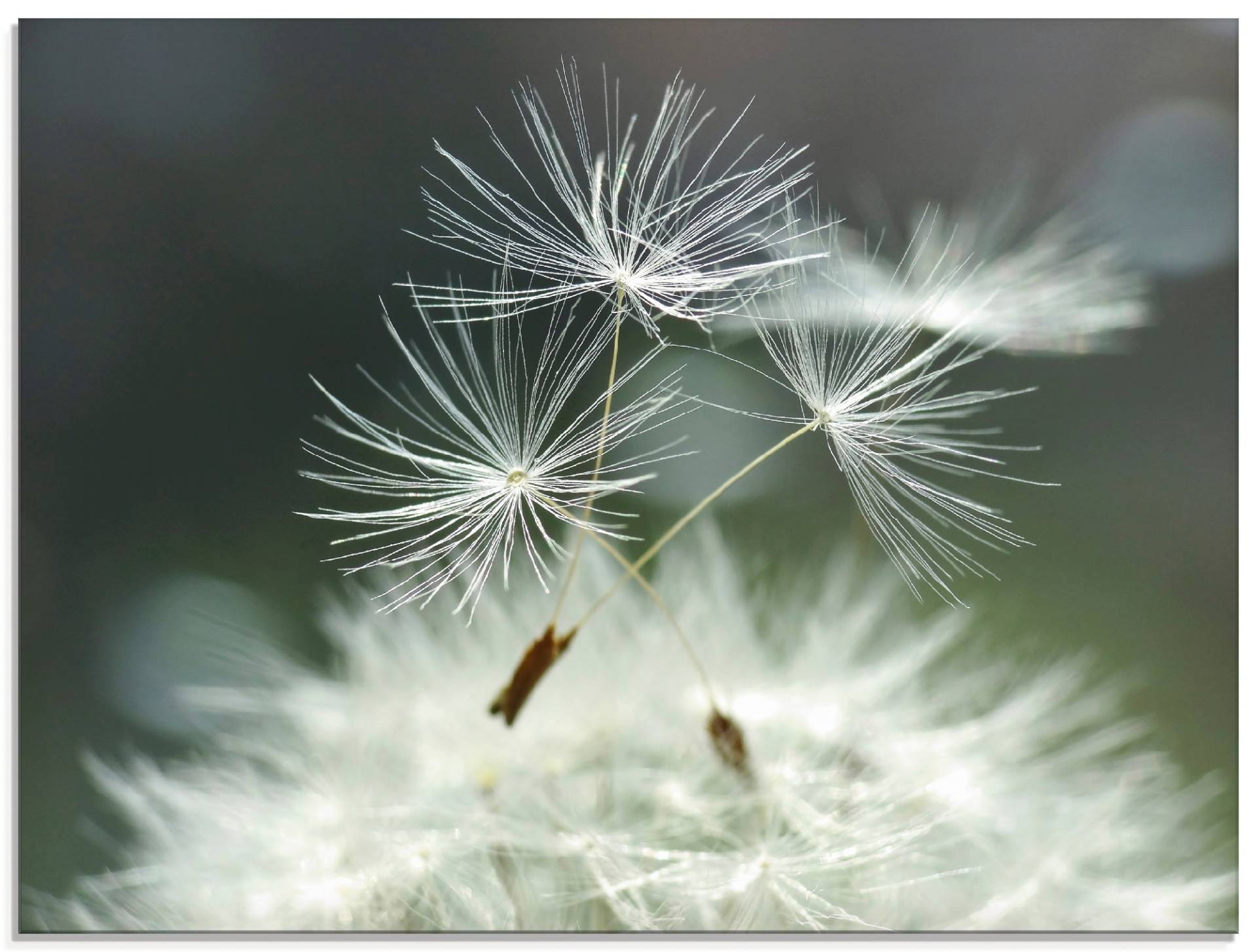 Artland Glasbild »Pusteblume Facility«, Blumen, (1 St.), in verschiedenen Grössen von Artland