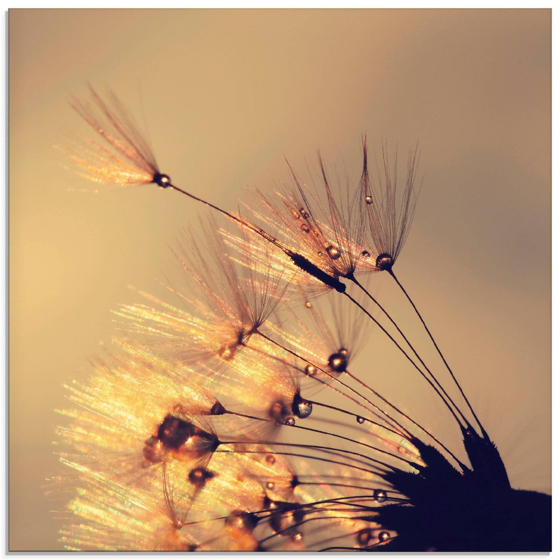 Artland Glasbild »Pusteblume Goldene Schirmchen«, Blumen, (1 St.), in verschiedenen Grössen von Artland