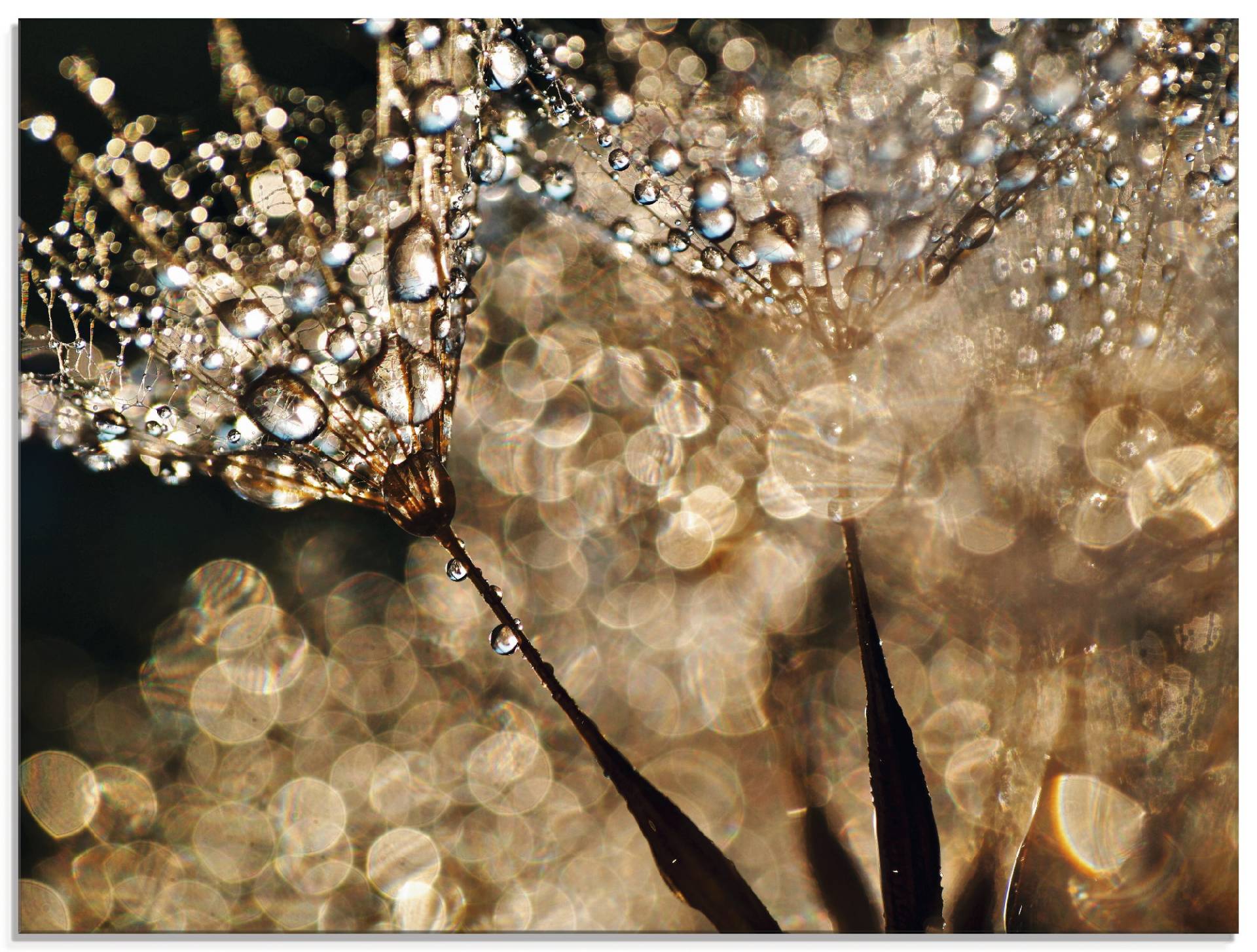 Artland Glasbild »Pusteblume Goldschimmer«, Blumen, (1 St.), in verschiedenen Grössen von Artland