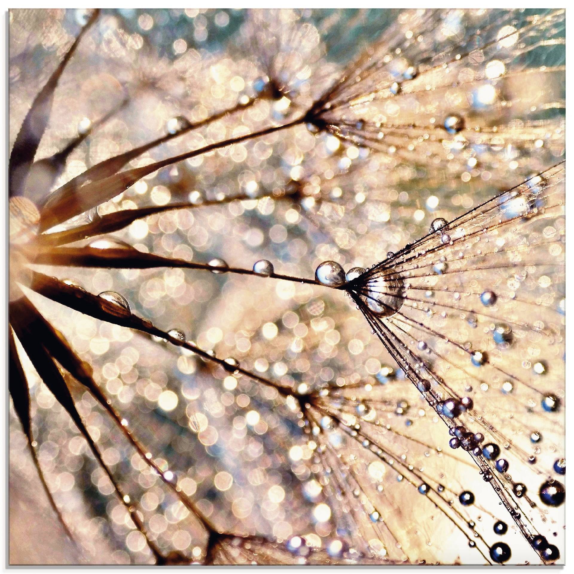 Artland Glasbild »Pusteblume - Kisses from rain«, Blumen, (1 St.), in verschiedenen Grössen von Artland