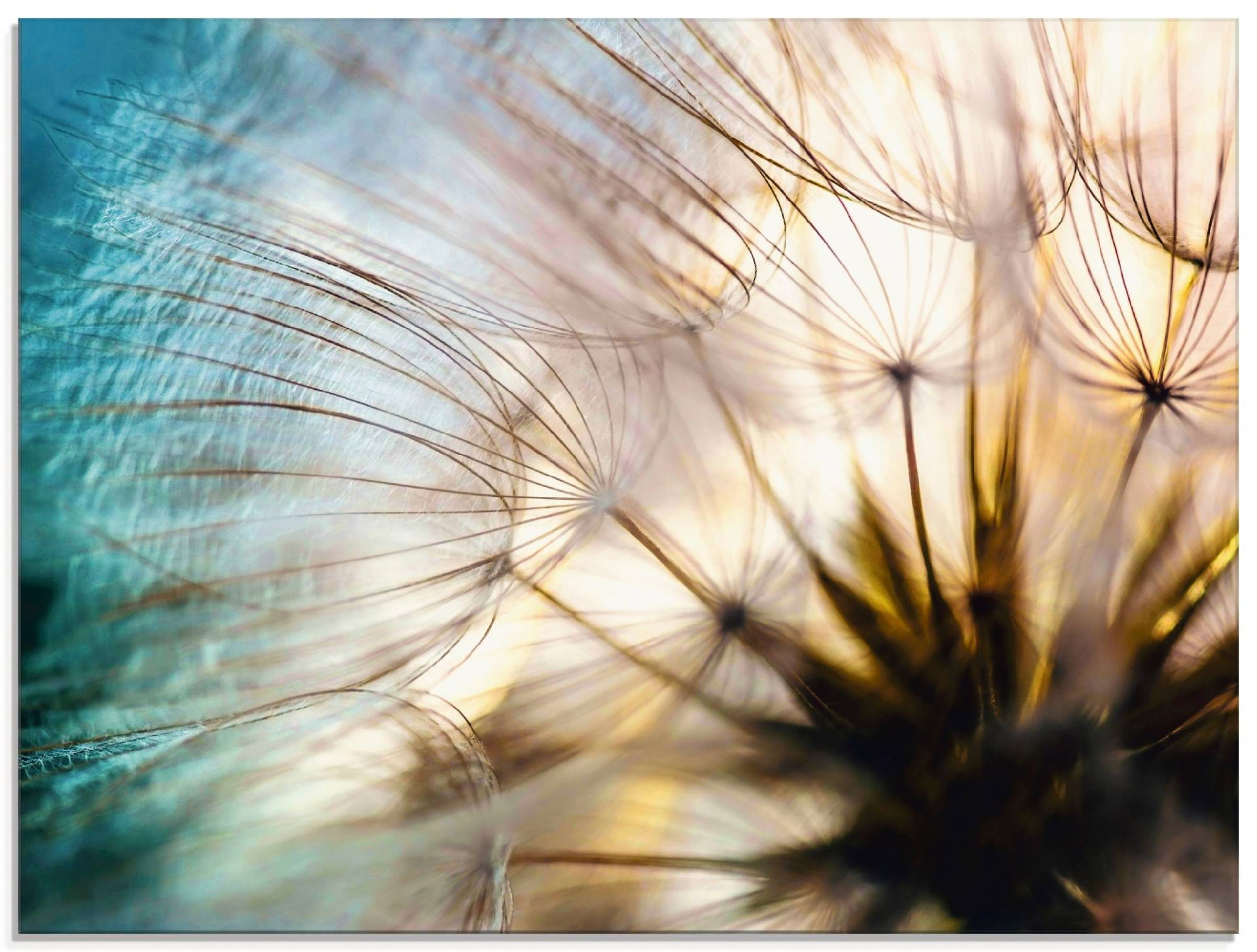 Artland Glasbild »Pusteblume Makro abstrakt«, Blumen, (1 St.), in verschiedenen Grössen von Artland