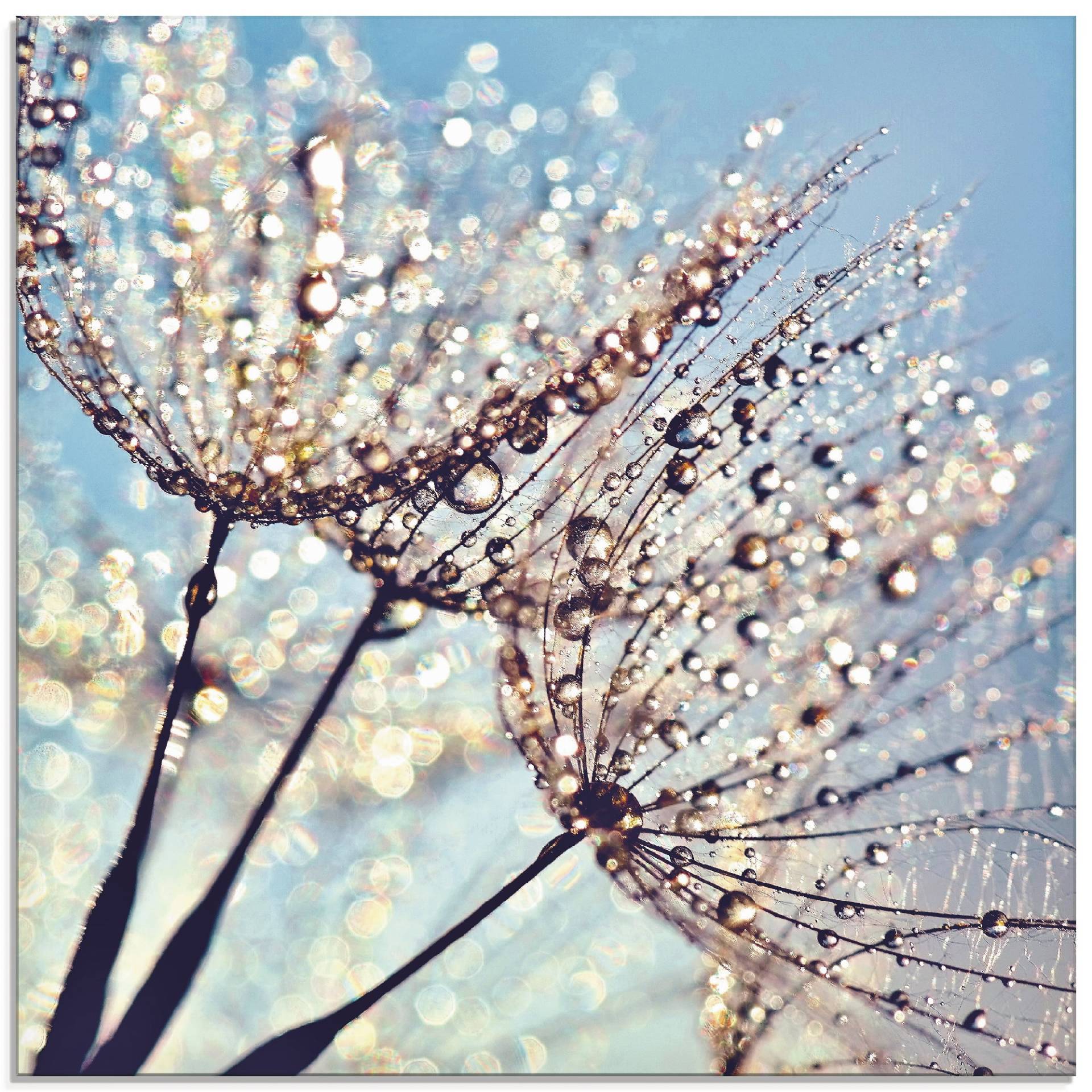 Artland Glasbild »Pusteblume Tröpfchenfänger«, Blumen, (1 St.), in verschiedenen Grössen von Artland