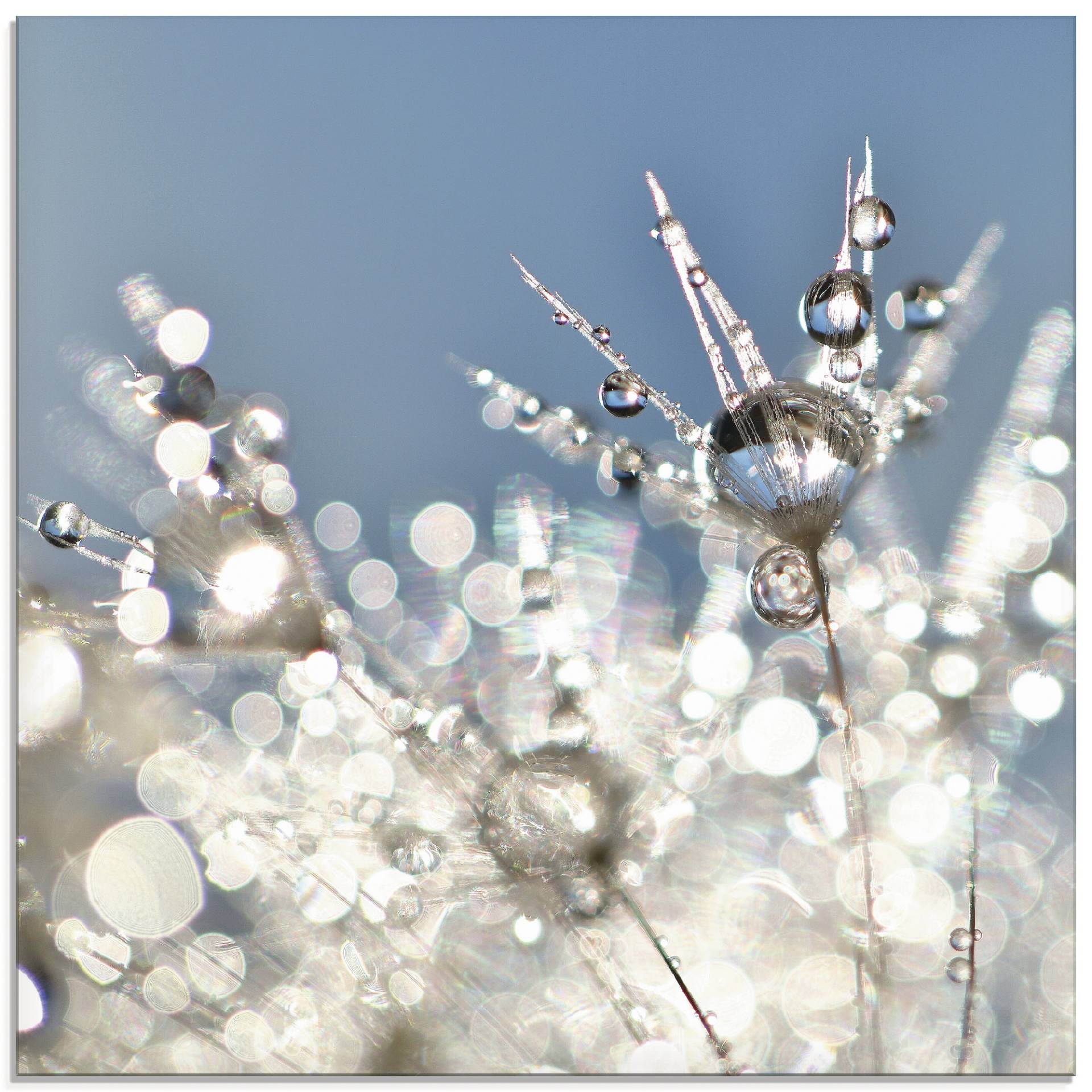 Artland Glasbild »Pusteblume Tropfen abstrakt«, Blumen, (1 St.), in verschiedenen Grössen von Artland