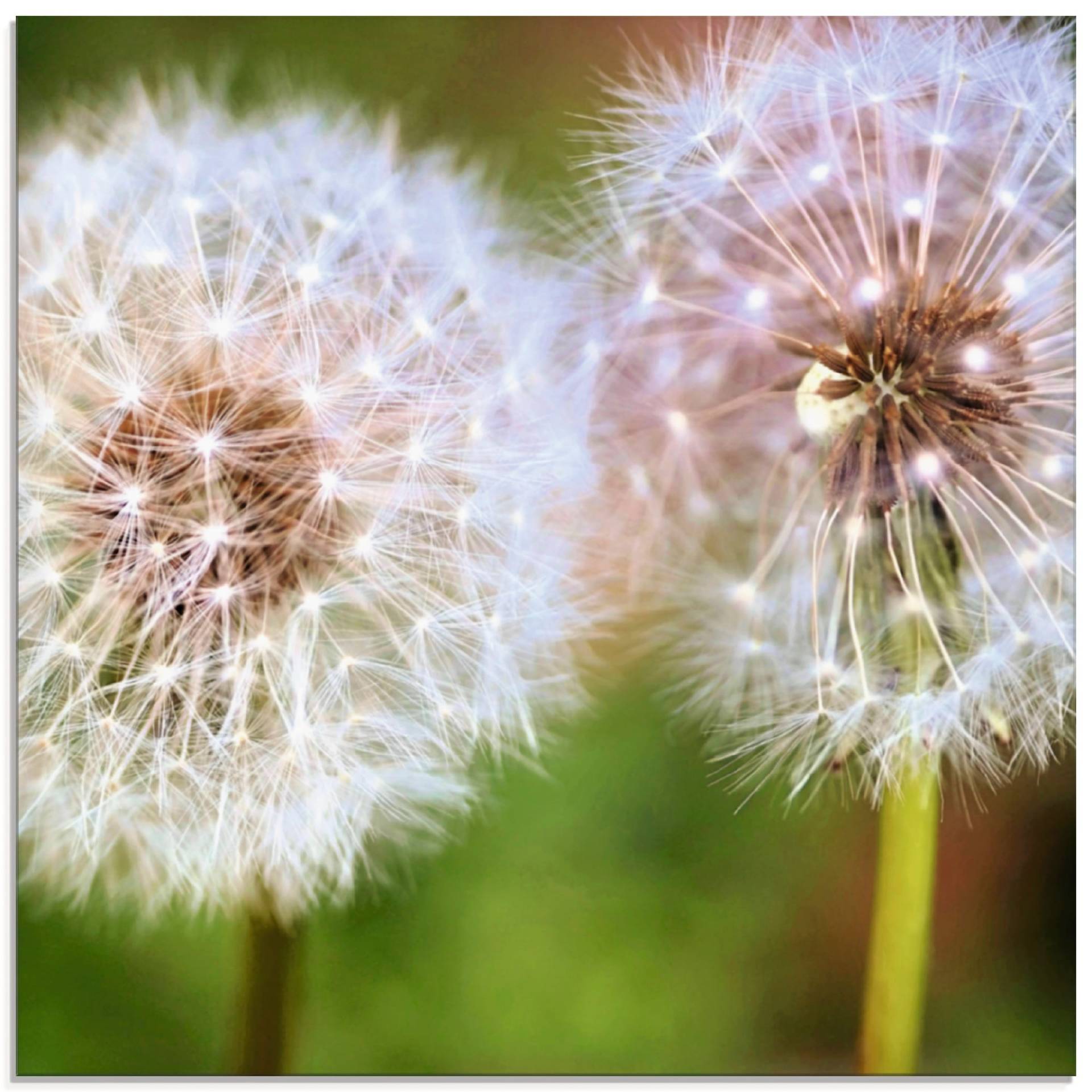 Artland Glasbild »Pusteblume Zweisamkeit«, Blumen, (1 St.), in verschiedenen Grössen von Artland