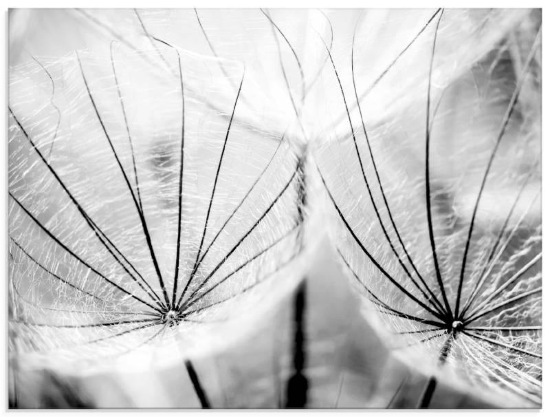 Artland Glasbild »Pusteblume in schwarzweiss«, Blumen, (1 St.), in verschiedenen Grössen von Artland