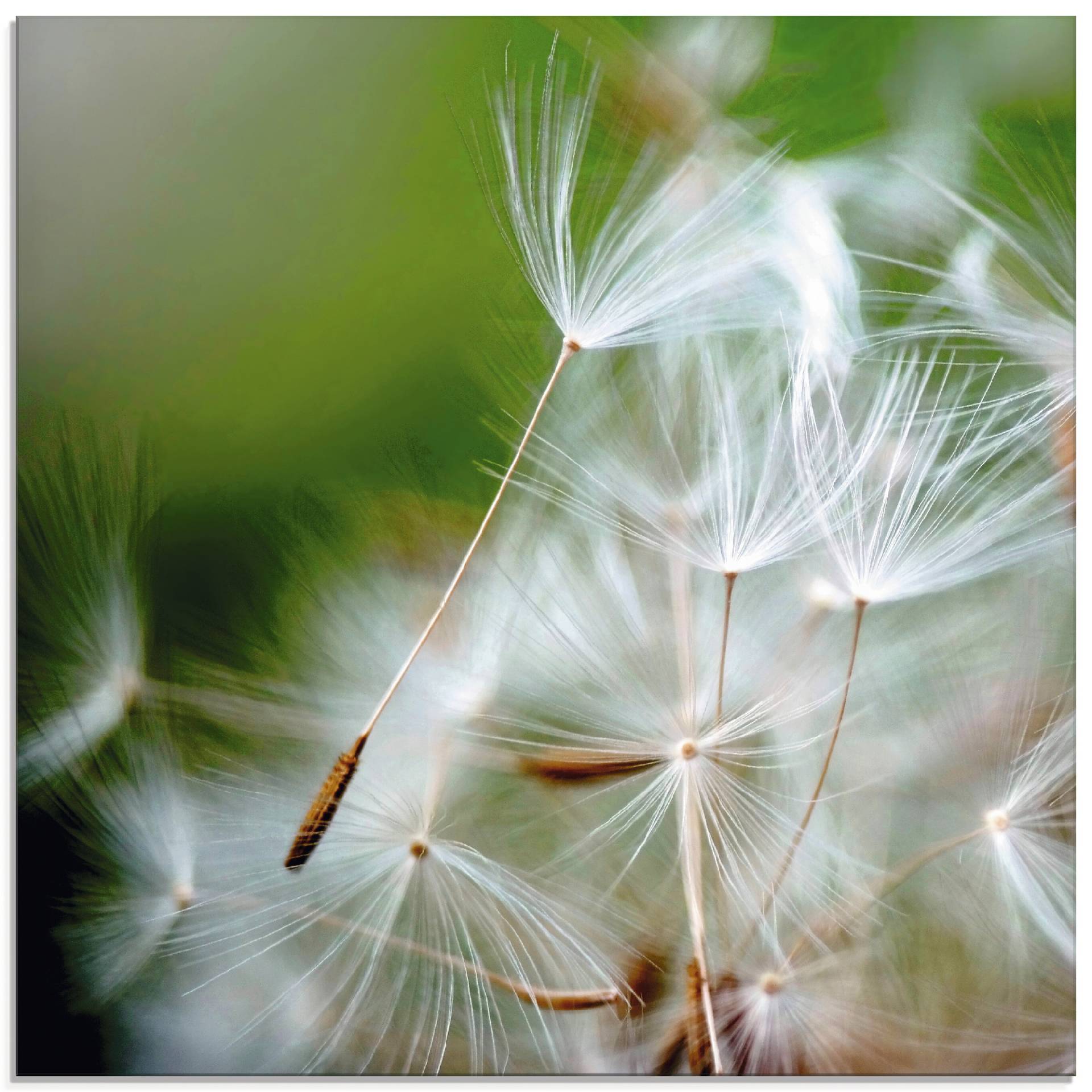 Artland Glasbild »Pusteblume kuschelweich«, Blumen, (1 St.), in verschiedenen Grössen von Artland