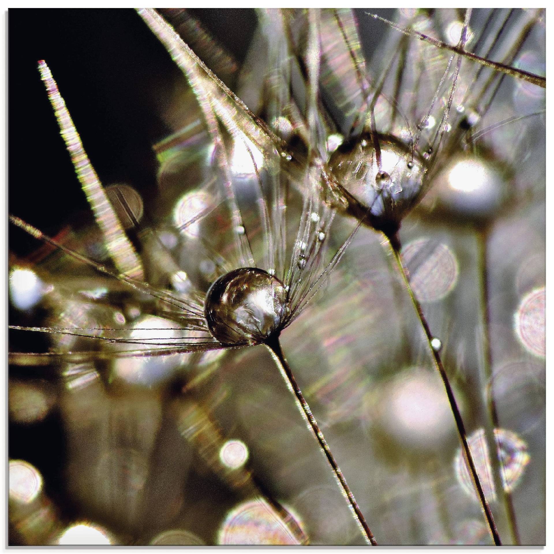 Artland Glasbild »Pusteblume mit Wasserperlen«, Blumen, (1 St.), in verschiedenen Grössen von Artland