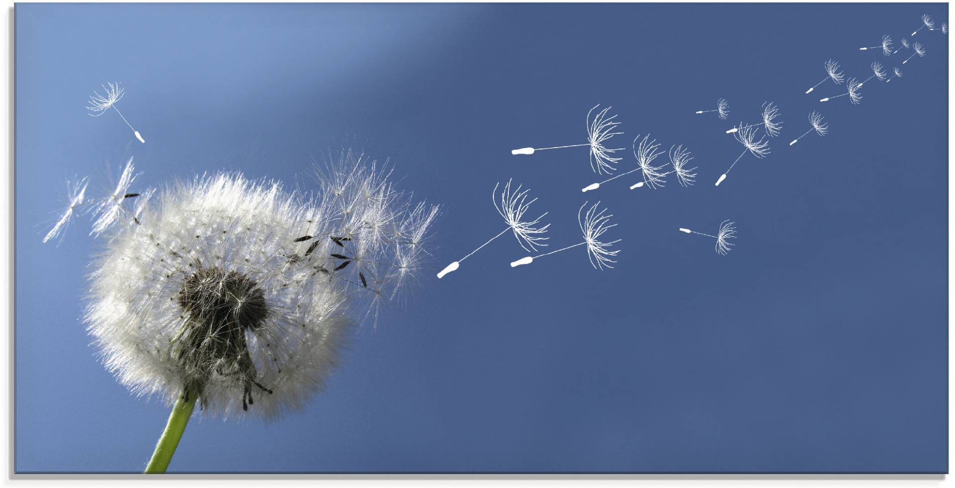 Artland Glasbild »Pusteblume«, Blumen, (1 St.), in verschiedenen Grössen von Artland