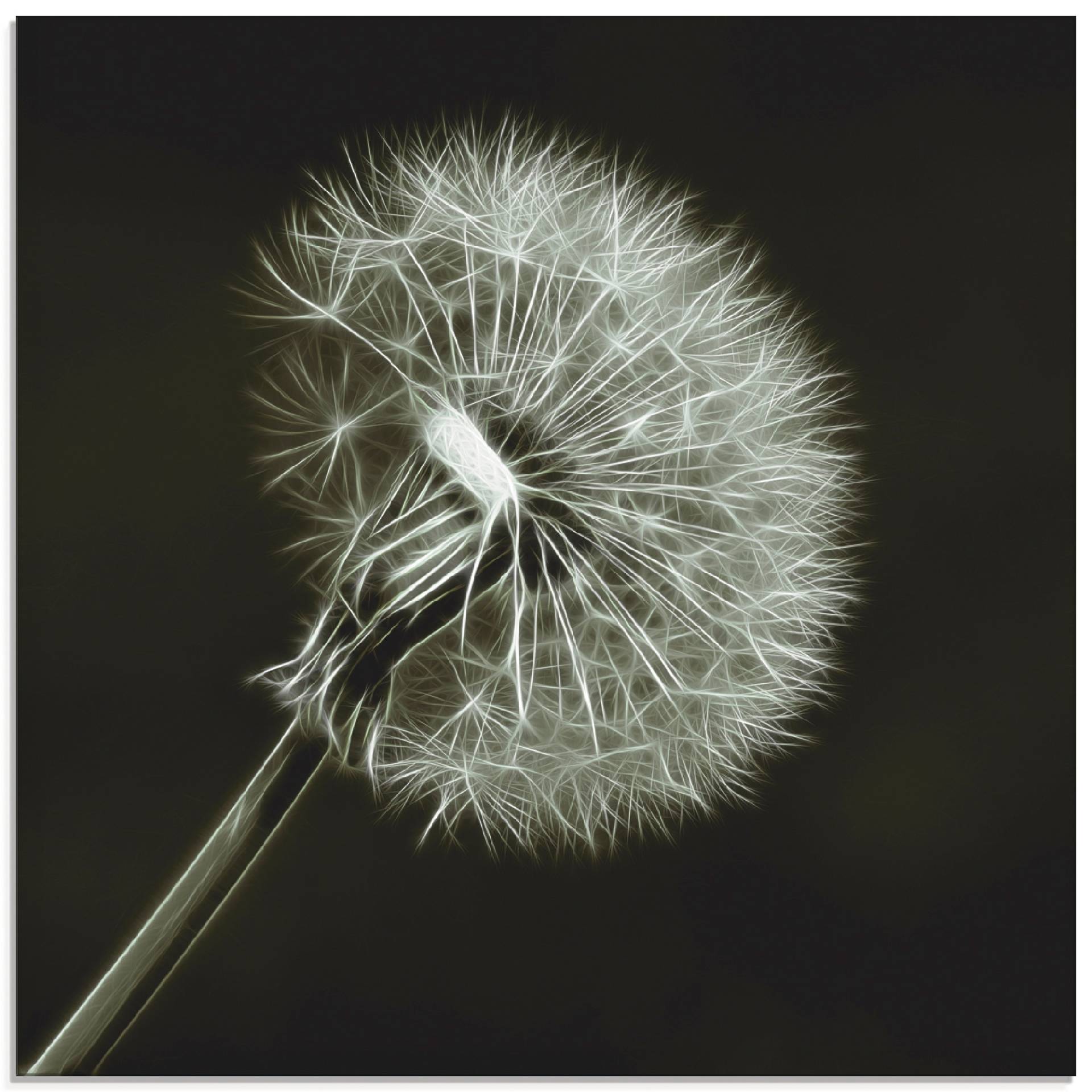 Artland Glasbild »Pusteblume«, Blumen, (1 St.), in verschiedenen Grössen von Artland