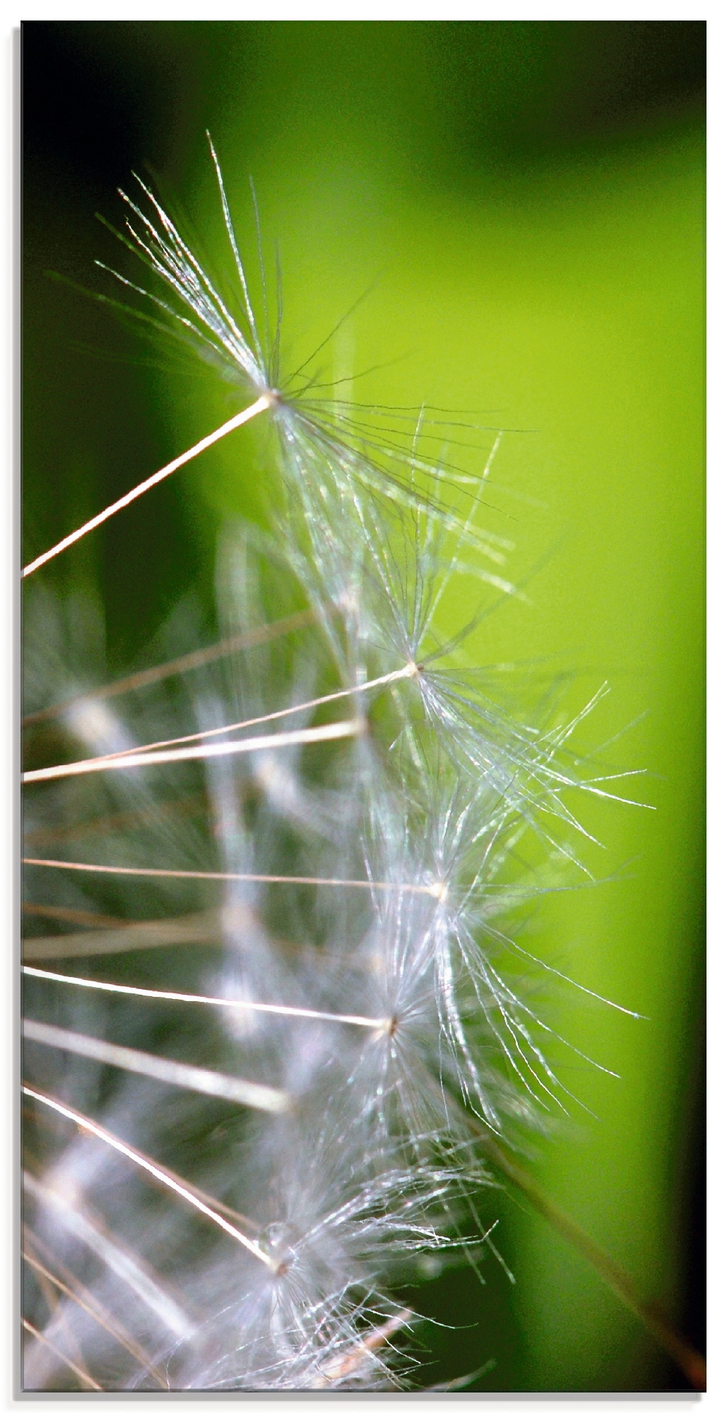 Artland Glasbild »Pusteblumesamen«, Blumen, (1 St.), in verschiedenen Grössen von Artland