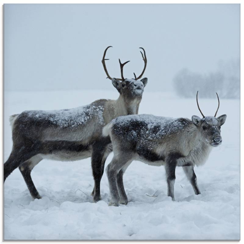 Artland Glasbild »Rentier«, Wildtiere, (1 St.), in verschiedenen Grössen von Artland